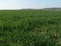 wiosna 2008_12